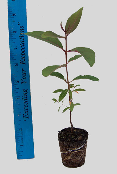 Rainbow Eucalyptus seedling - overall view