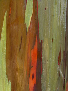 Color View 1