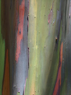 Color View 2