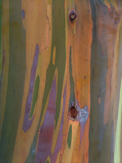 Color View 3
