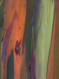 Color View 4