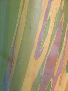 Color View 5