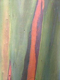 Color View 6