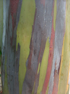 Color View 7