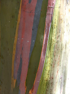 Color View 8