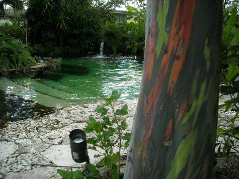 Rainbow Eucalyptus near pool