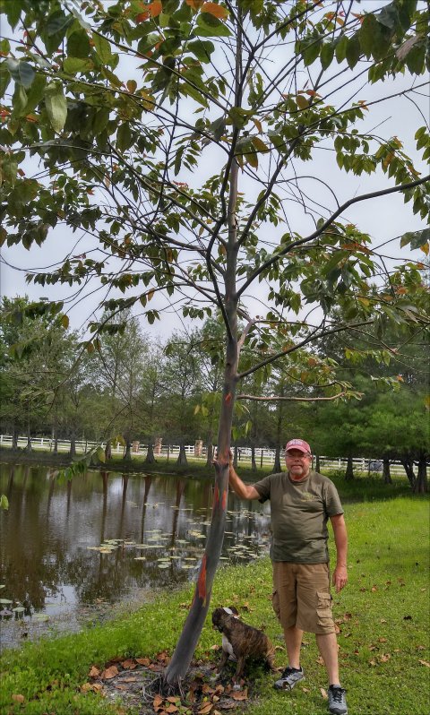 Rainbow Eucalyptus Stuart Florida