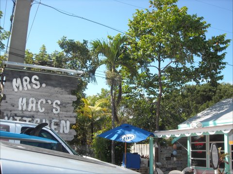 Rainbow Eucalyptus at old Mrs Macs