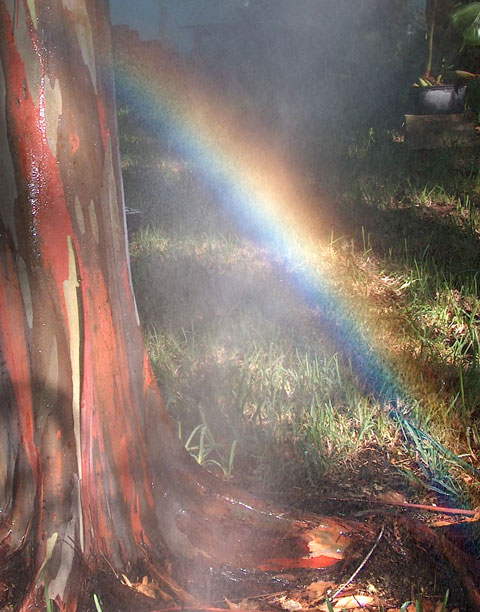 Rainbow on Rainbow