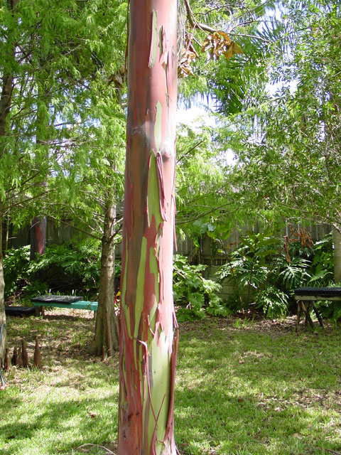 Rainbow Eucalyptus view three