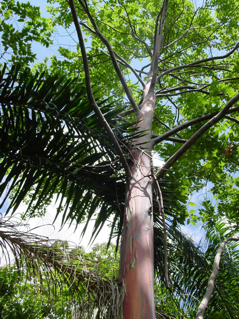 Rainbow Eucalyptus view two